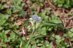 Spiderwort